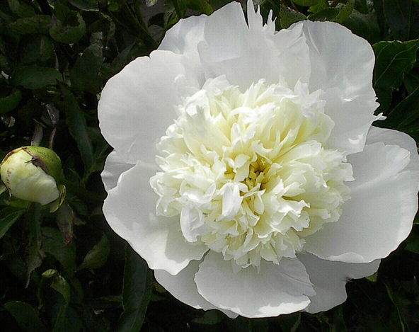 Wholesale White Bare Root Peonies For Sale | Swedish Touch Peonies