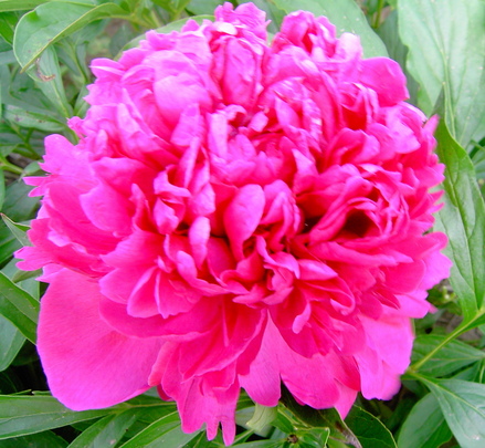 Buy Bulk & Wholesale Red Bare Root Peonies | Swedish Touch Peonies